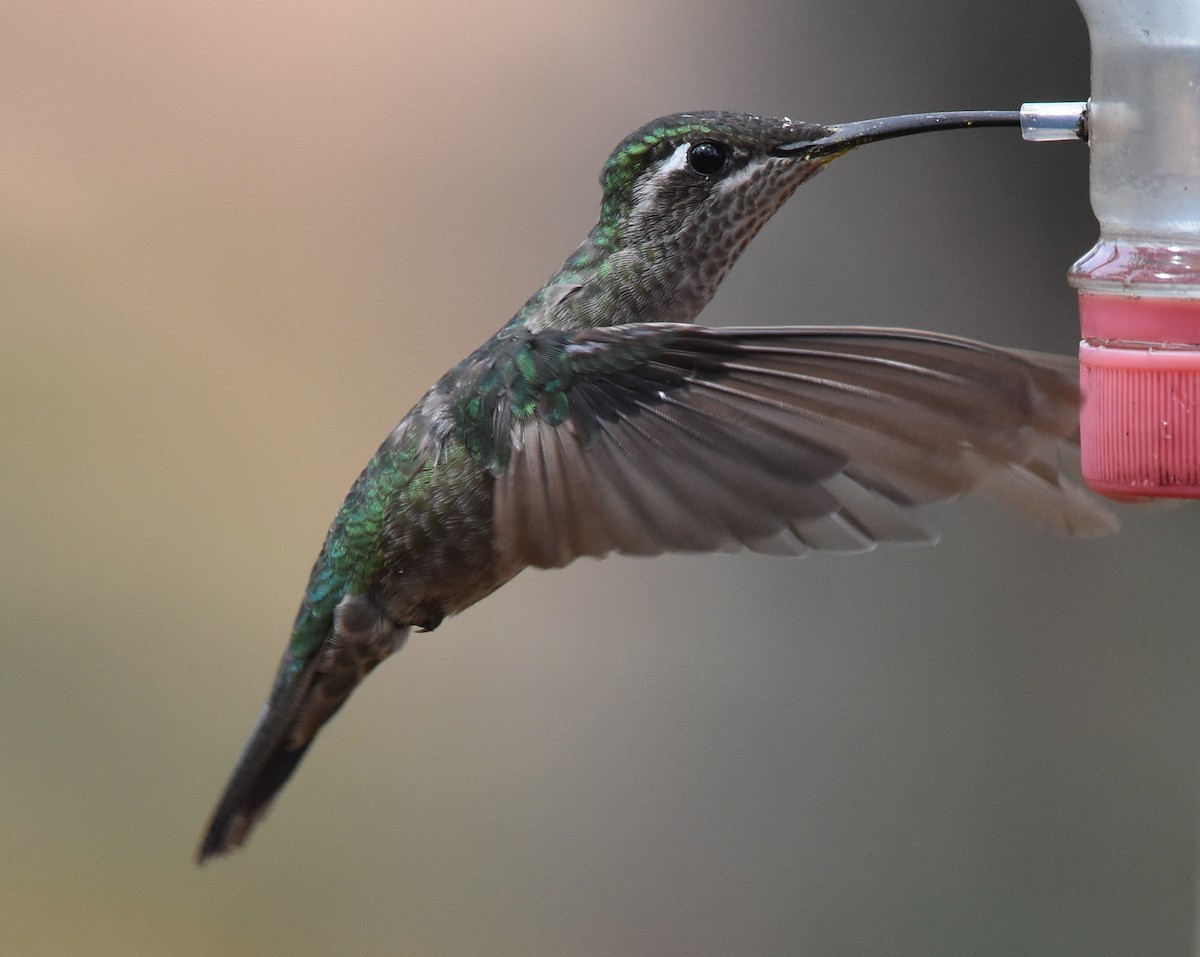 Rivoli's Hummingbird - ML85215481