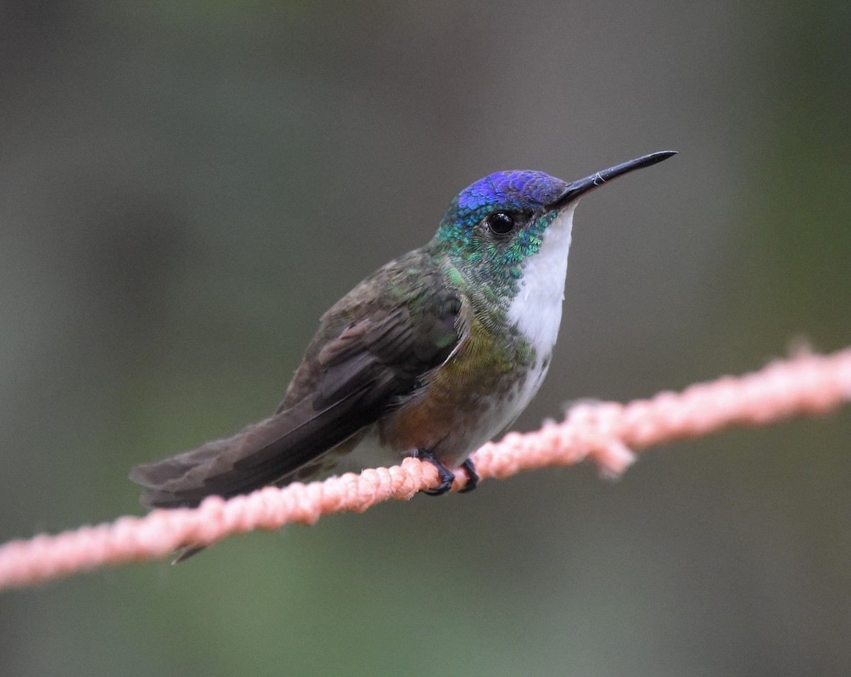 Azure-crowned Hummingbird - ML85215721