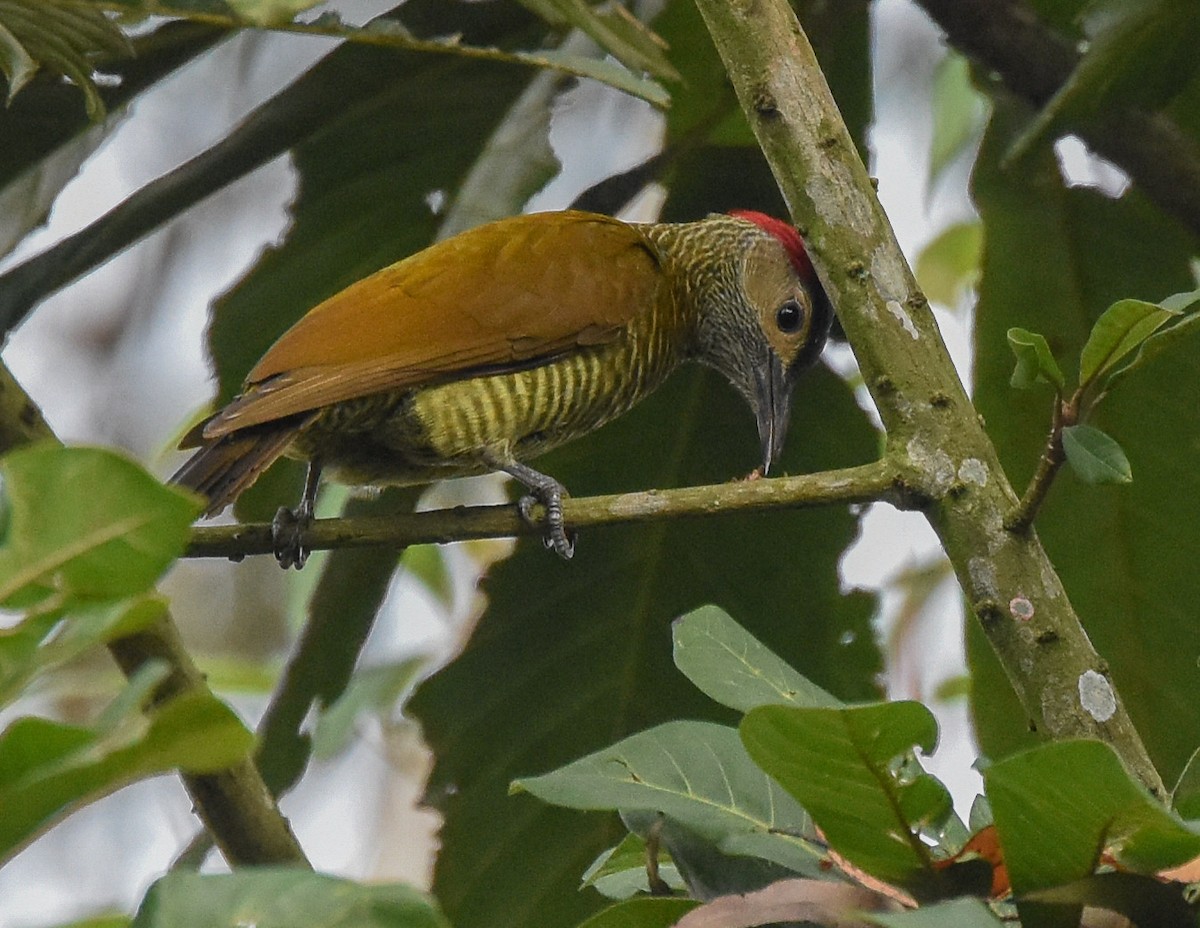 Golden-olive Woodpecker - ML85215921