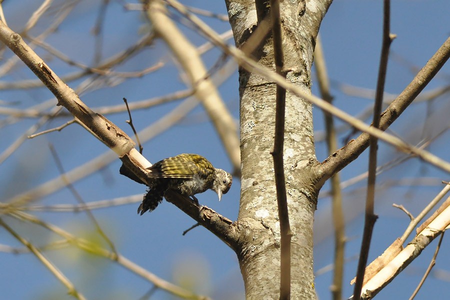 White-spotted Woodpecker - Kalle Rainio