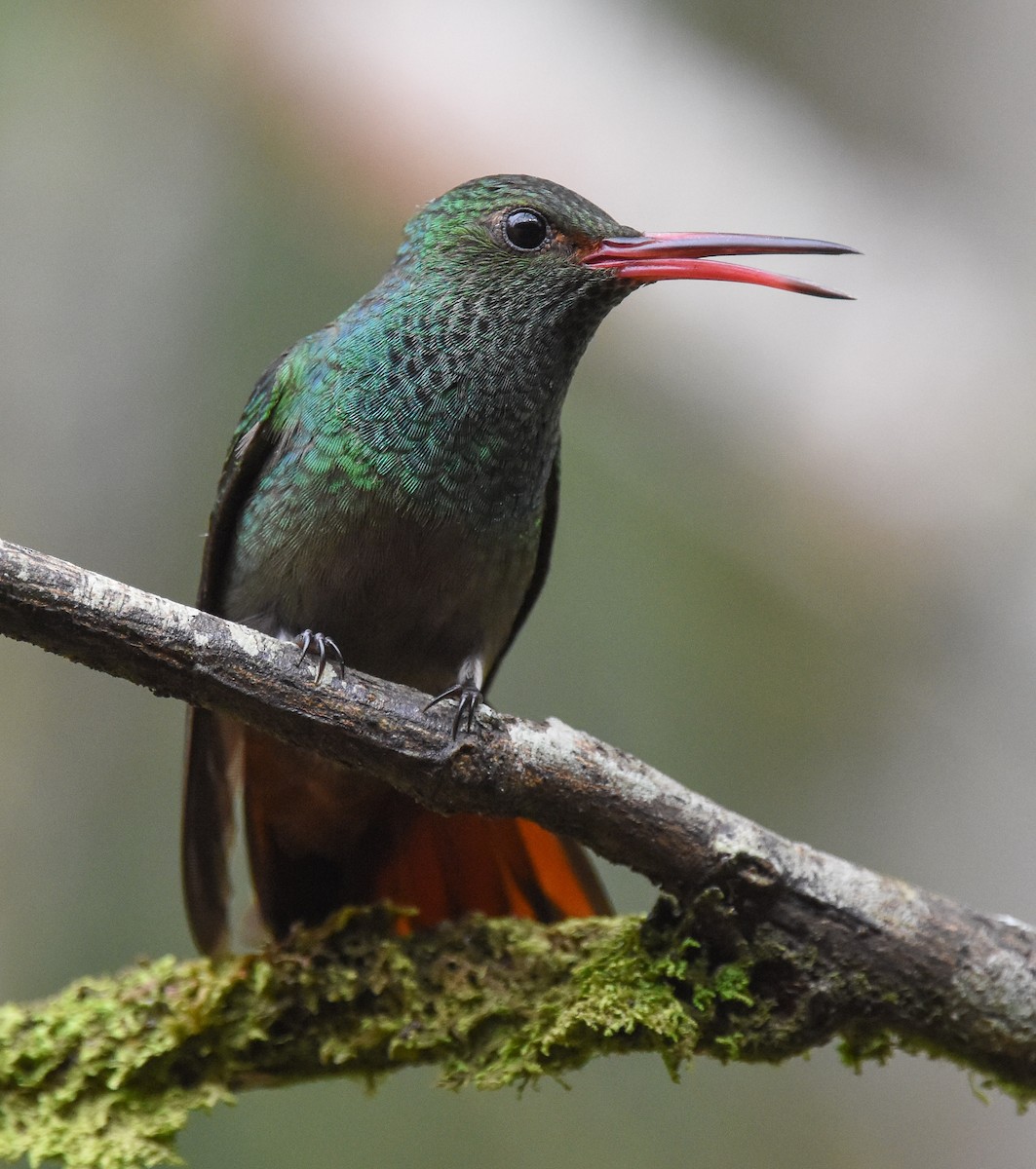 Rufous-tailed Hummingbird - ML85217431