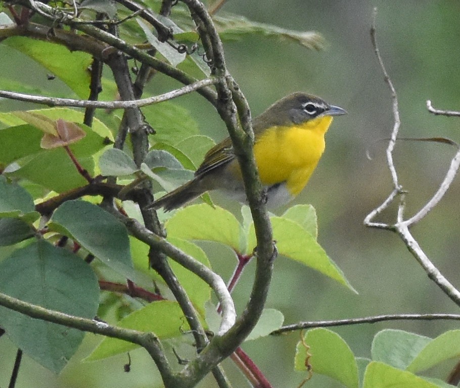 Yellow-breasted Chat - ML85218051
