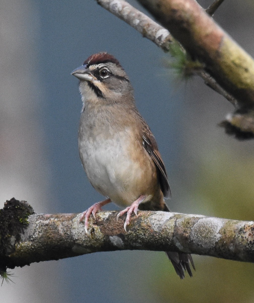 Rusty Sparrow - ML85218281