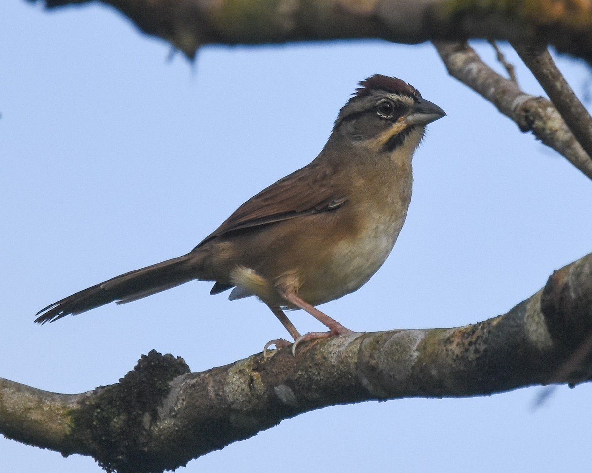 Rusty Sparrow - ML85218301
