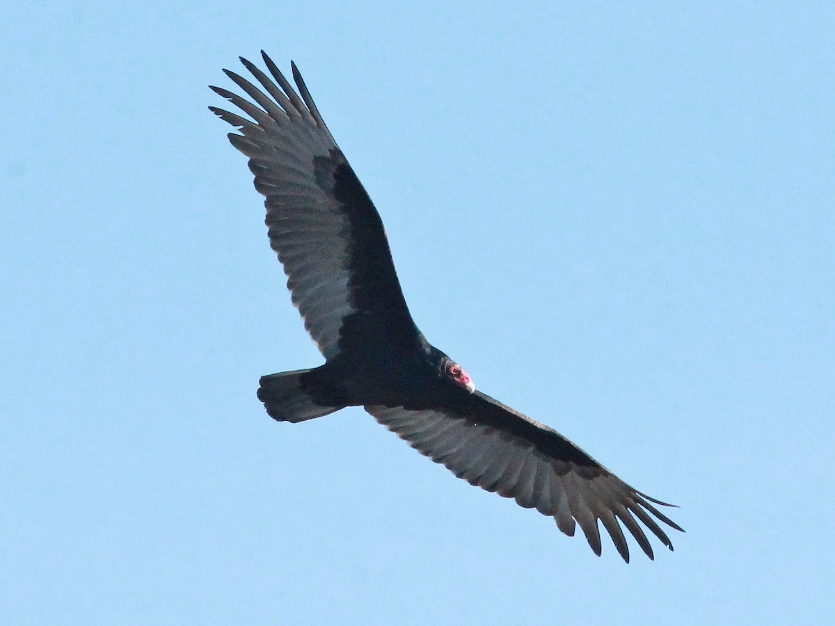 Turkey Vulture - Rutger Koperdraad