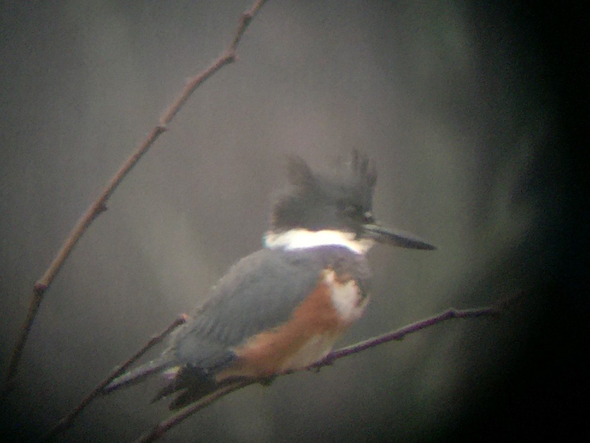 Belted Kingfisher - ML85221281
