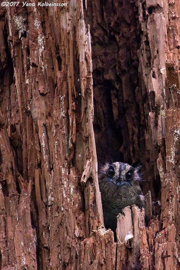 Vogelkop Owlet-nightjar - ML85223241