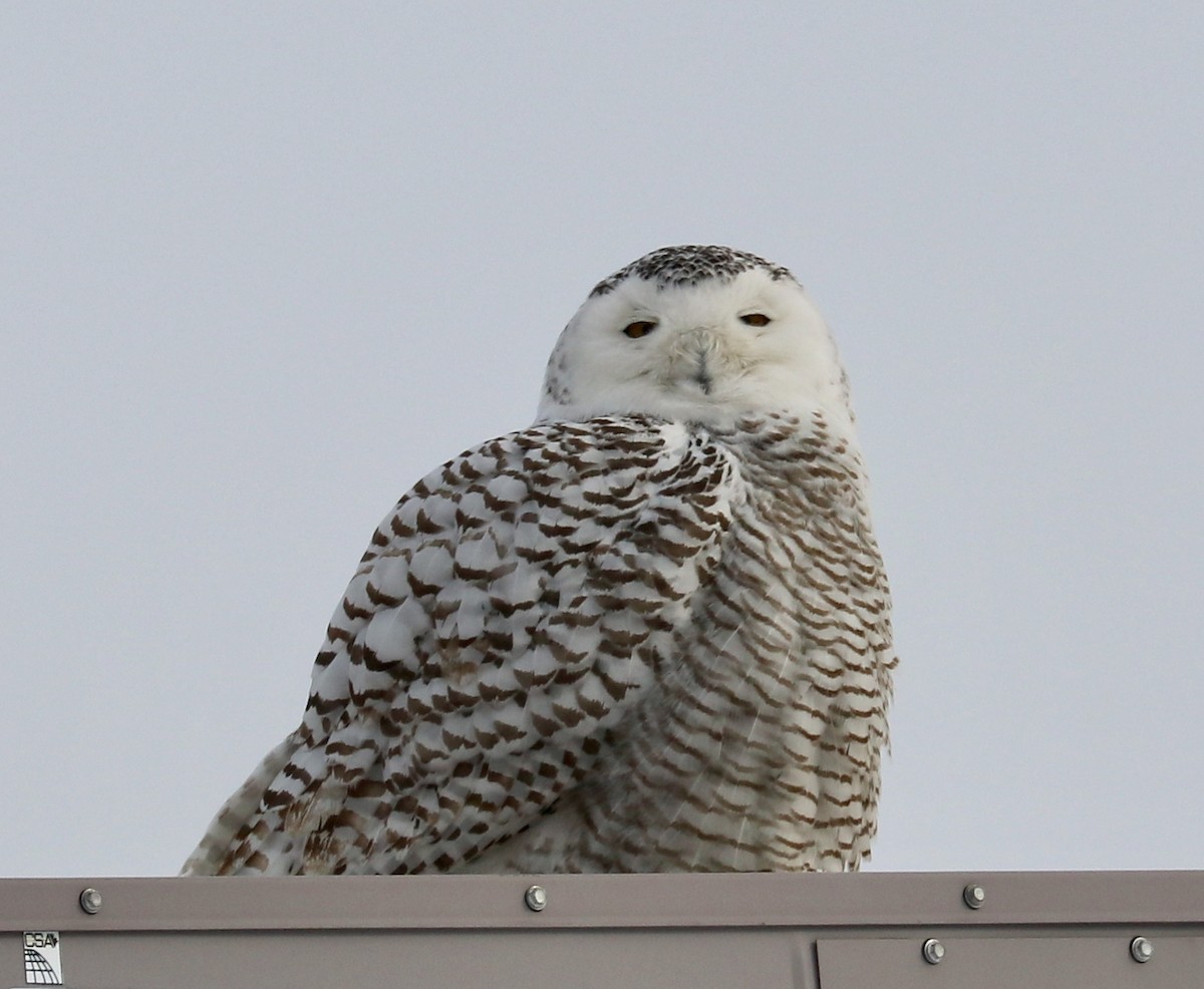 Snowy Owl - ML85223471