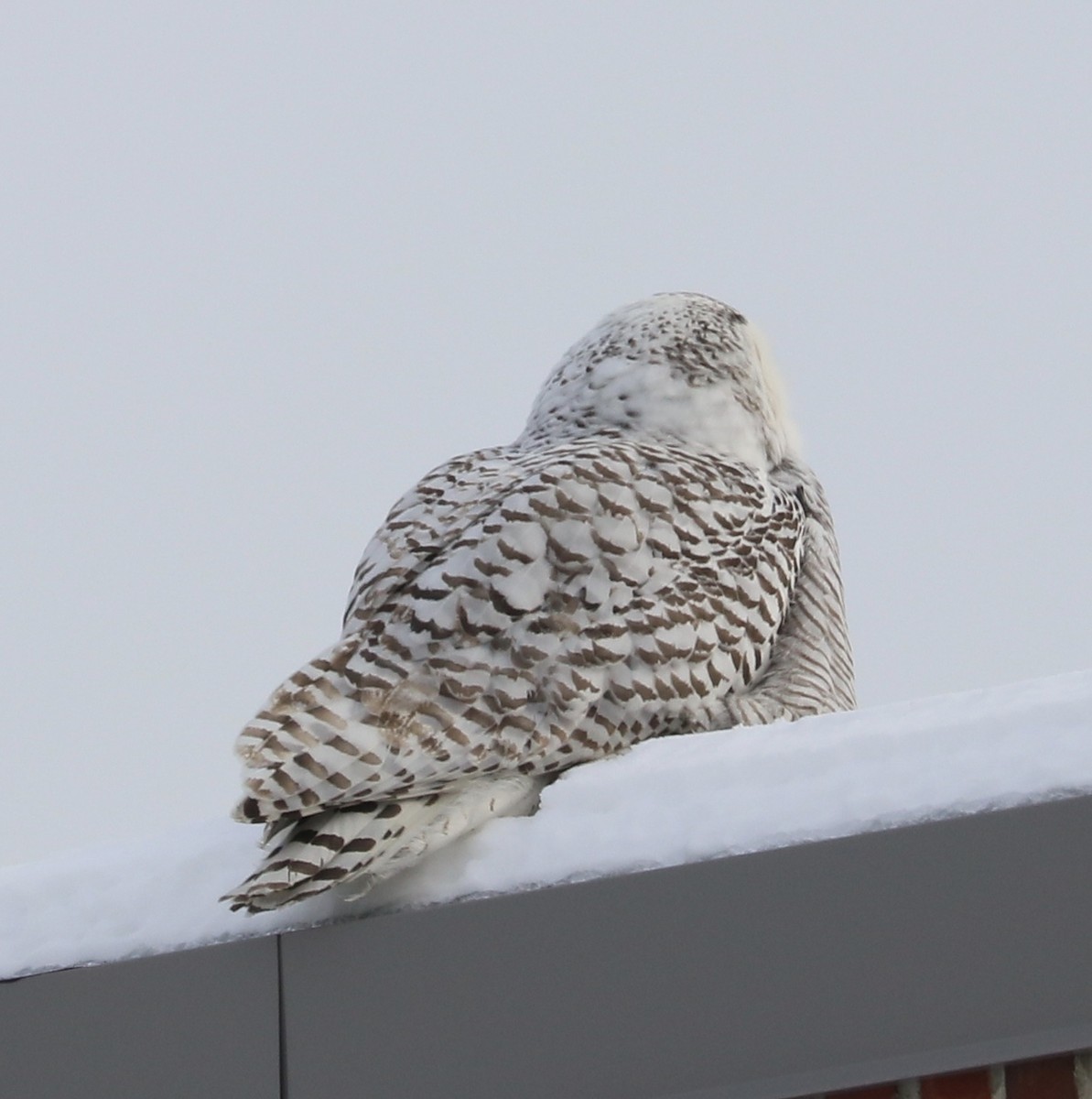 Snowy Owl - ML85223511