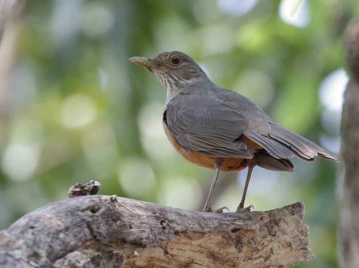 Rufous-bellied Thrush - Dave Curtis