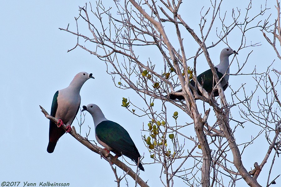 Spice Imperial-Pigeon - ML85224391