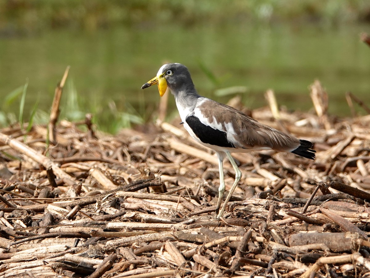 White-crowned Lapwing - Mark S. Garland