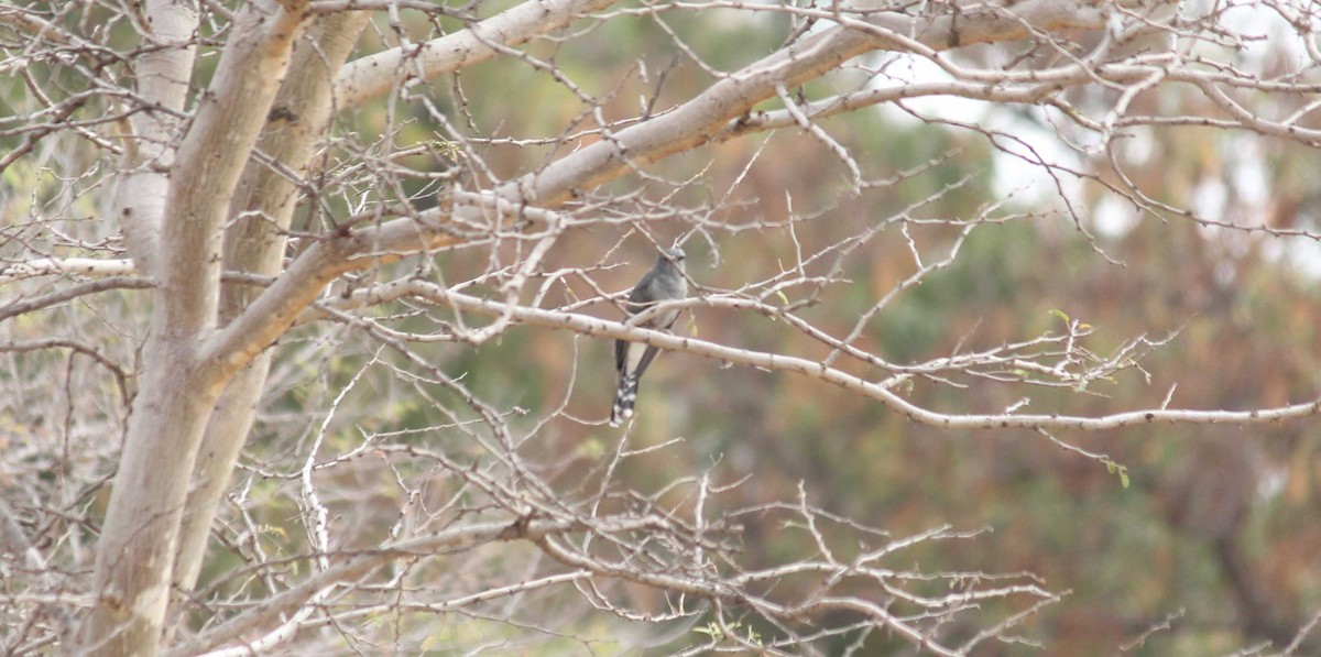 Gray-bellied Cuckoo - ML85226021