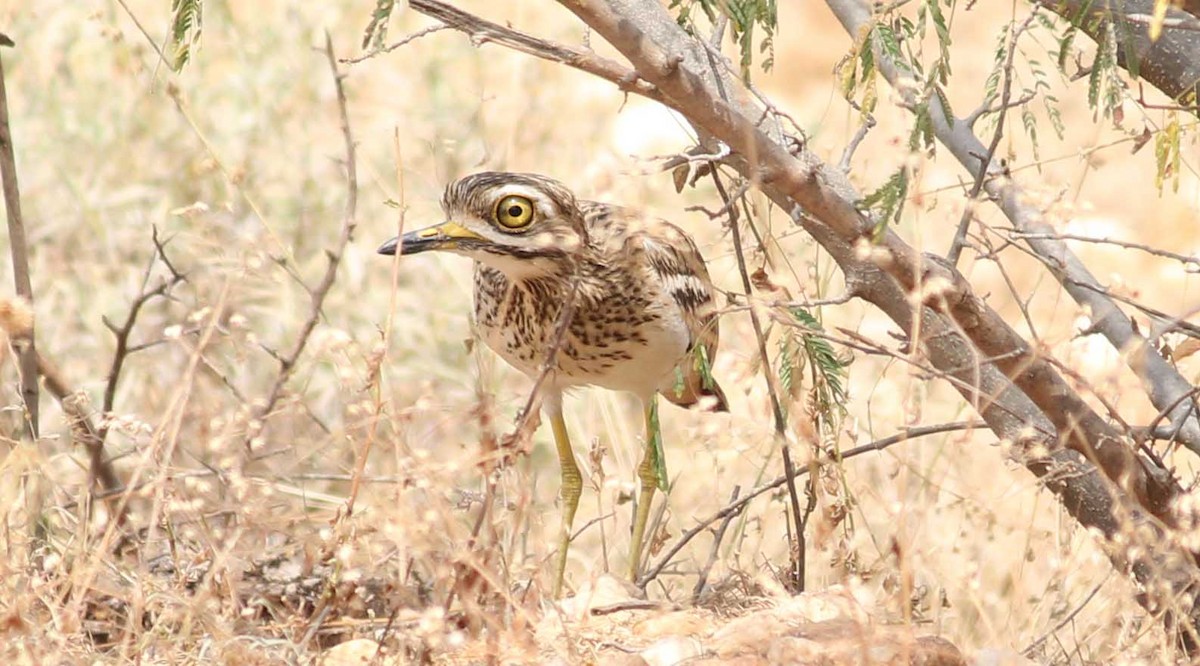 Indian Thick-knee - ML85226811