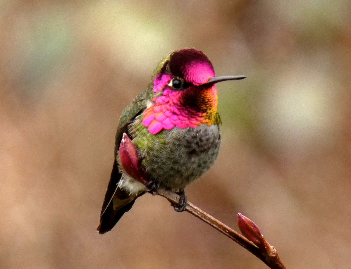 Anna's Hummingbird - ML85227201