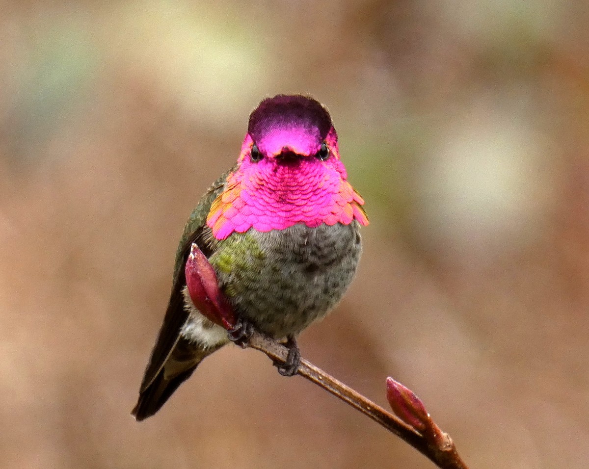 Anna's Hummingbird - ML85227211
