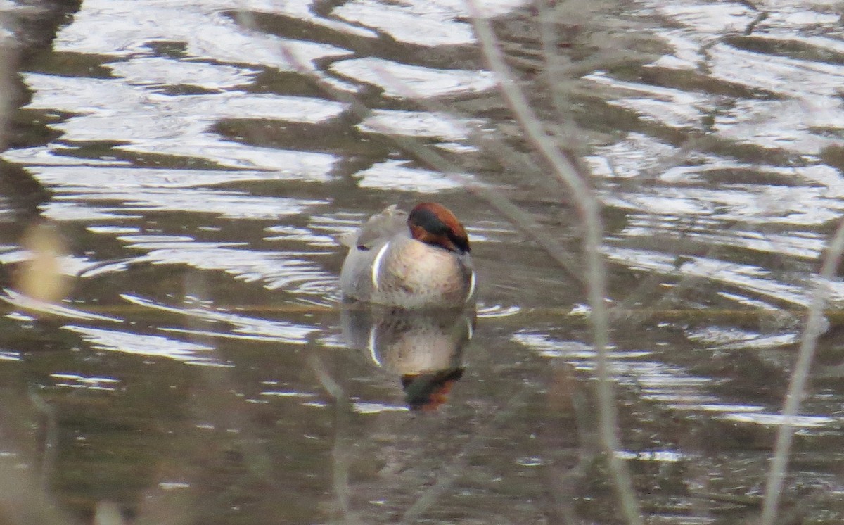 eBird Checklist 3 Jan 2016 Pine View Cemetery, Queensbury, NY 6