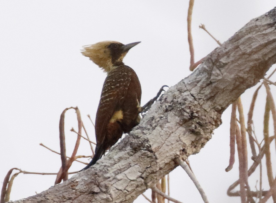 Pale-crested Woodpecker - ML85228291