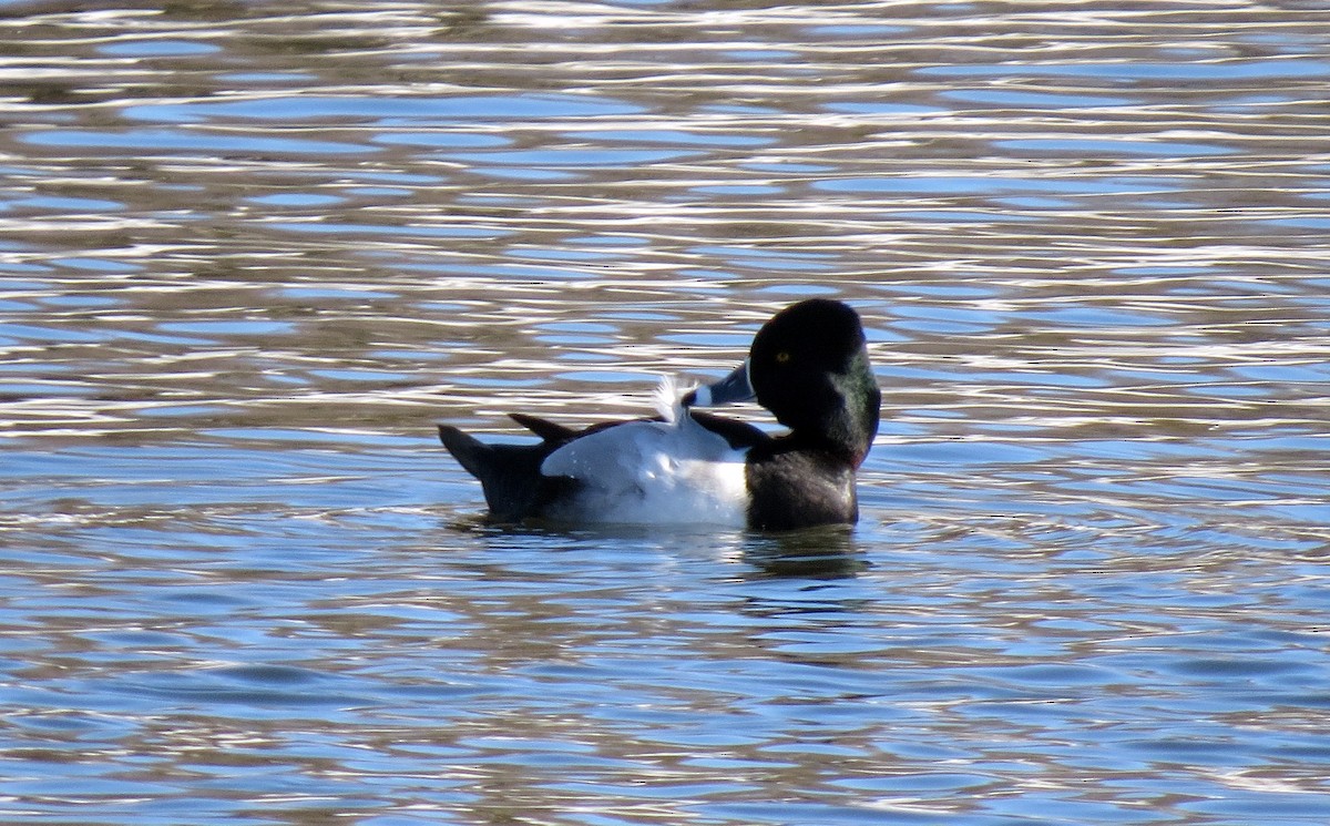 Ring-necked Duck - ML85229391