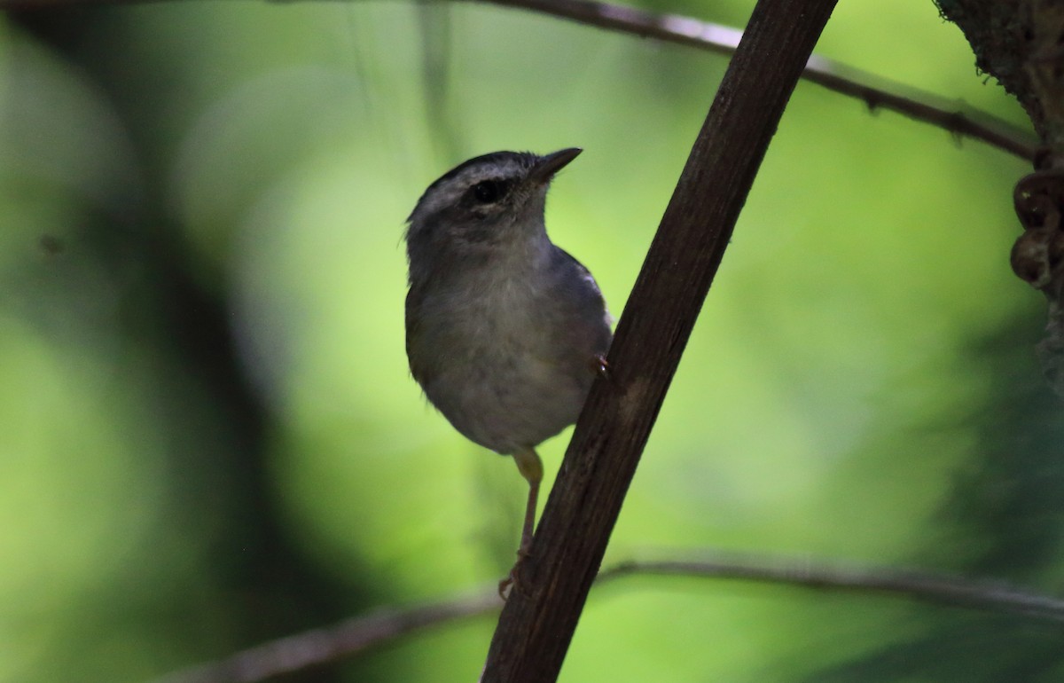 Golden-crowned Warbler (White-bellied) - ML85230131