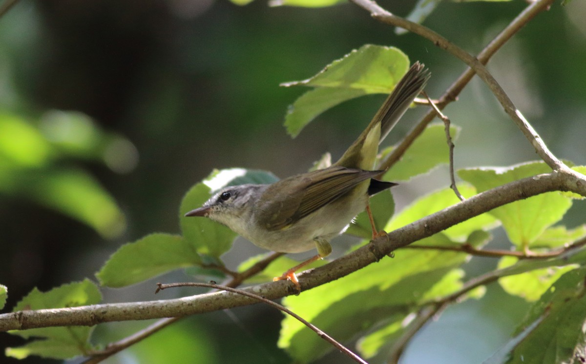 Golden-crowned Warbler (White-bellied) - ML85230141