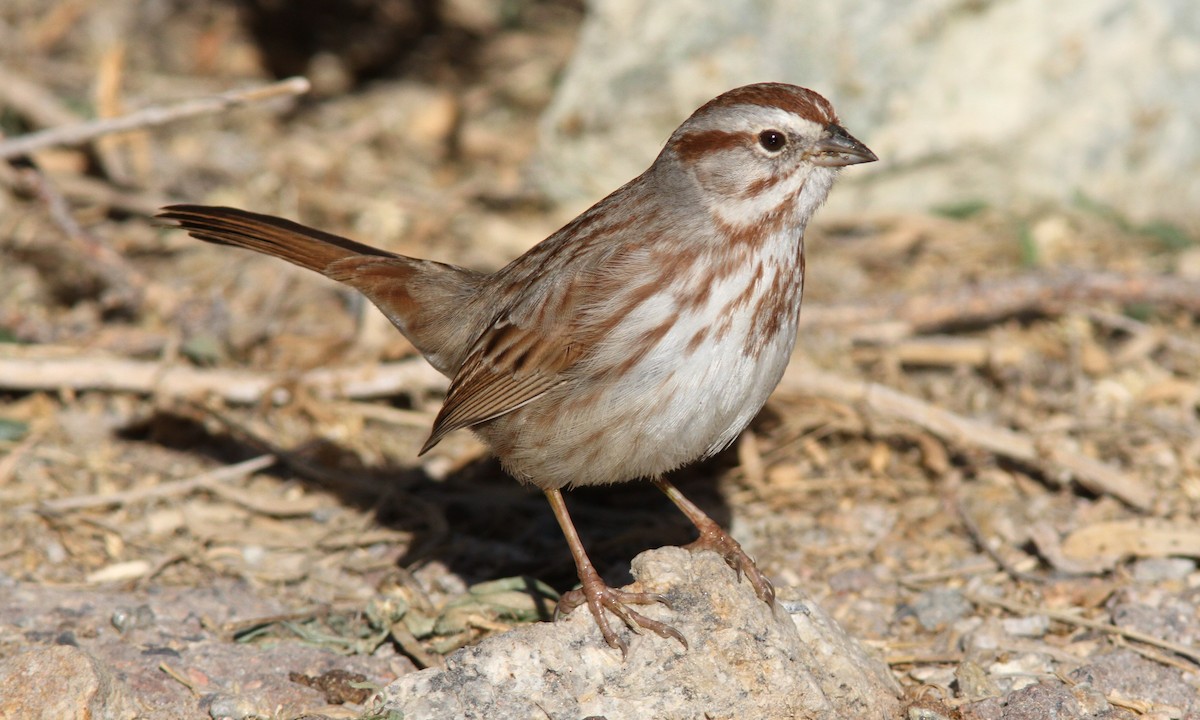 Song Sparrow (fallax Group) - Sean Fitzgerald