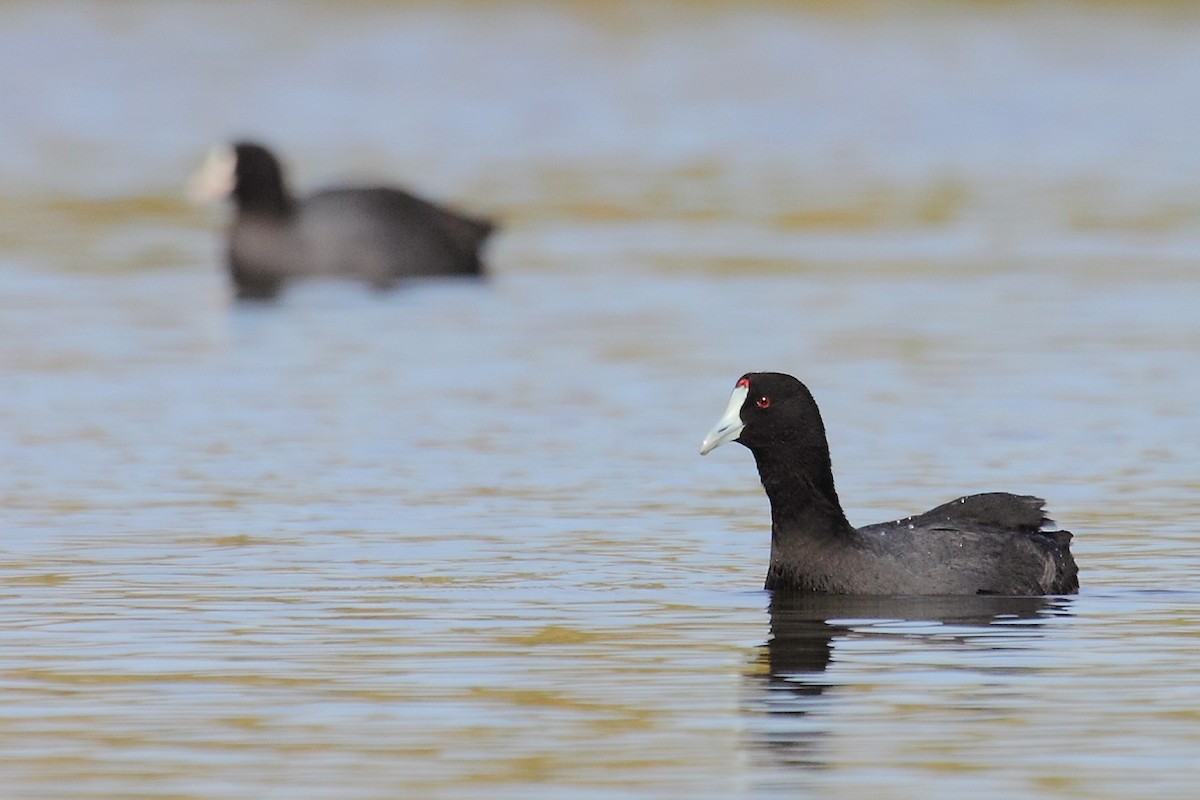 Red-knobbed Coot - ML85234641