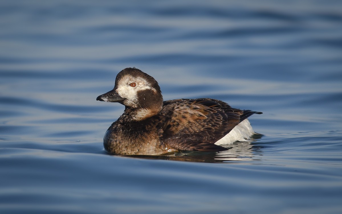 Long-tailed Duck - ML85236901