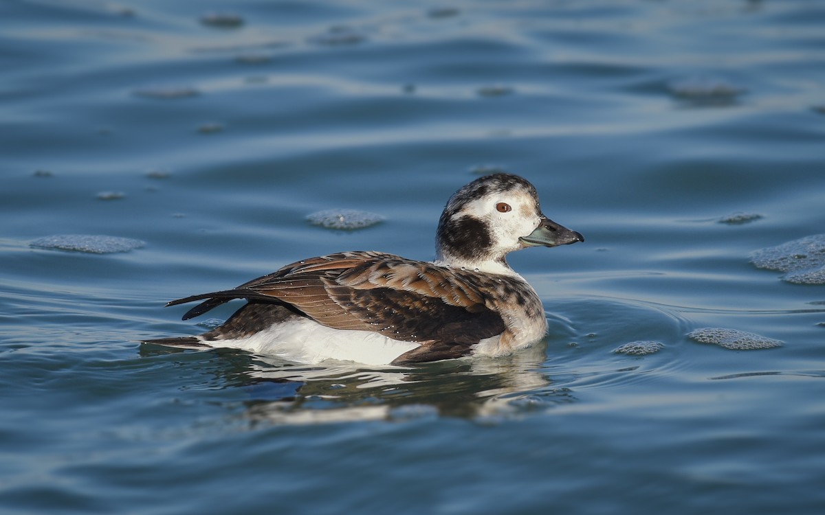 Long-tailed Duck - ML85236971