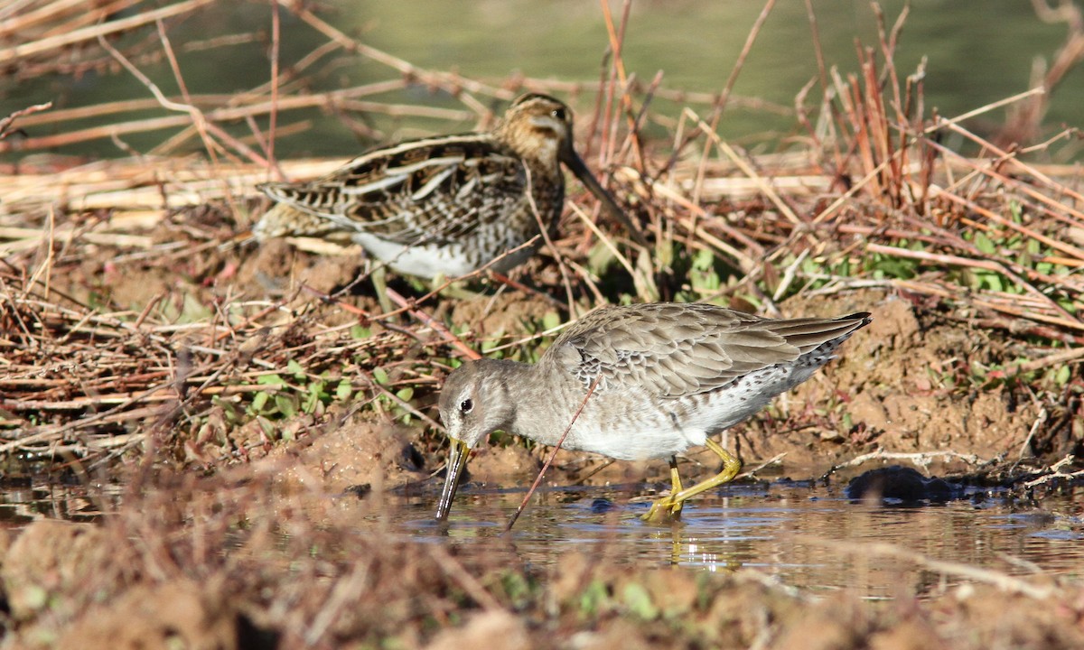 Long-billed Dowitcher - ML85237451