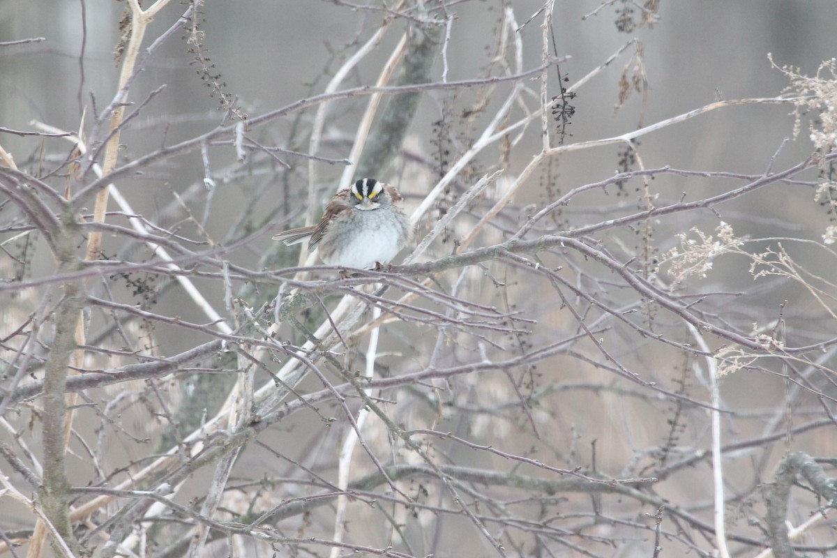 White-throated Sparrow - Ancilleno  Davis