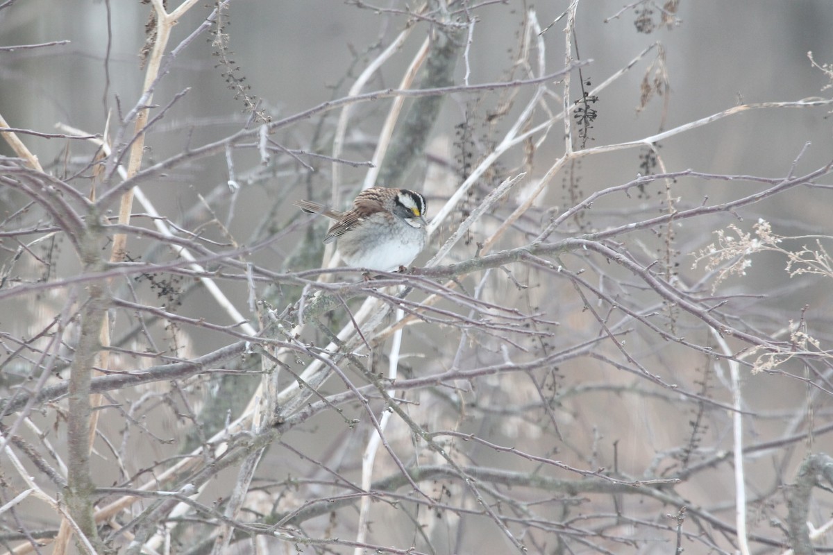 White-throated Sparrow - ML85238361