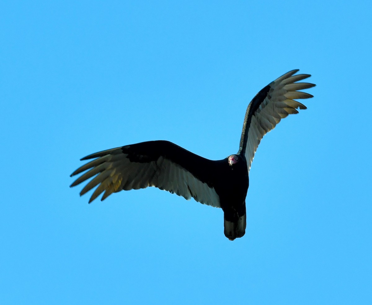 Turkey Vulture - Alan Warren