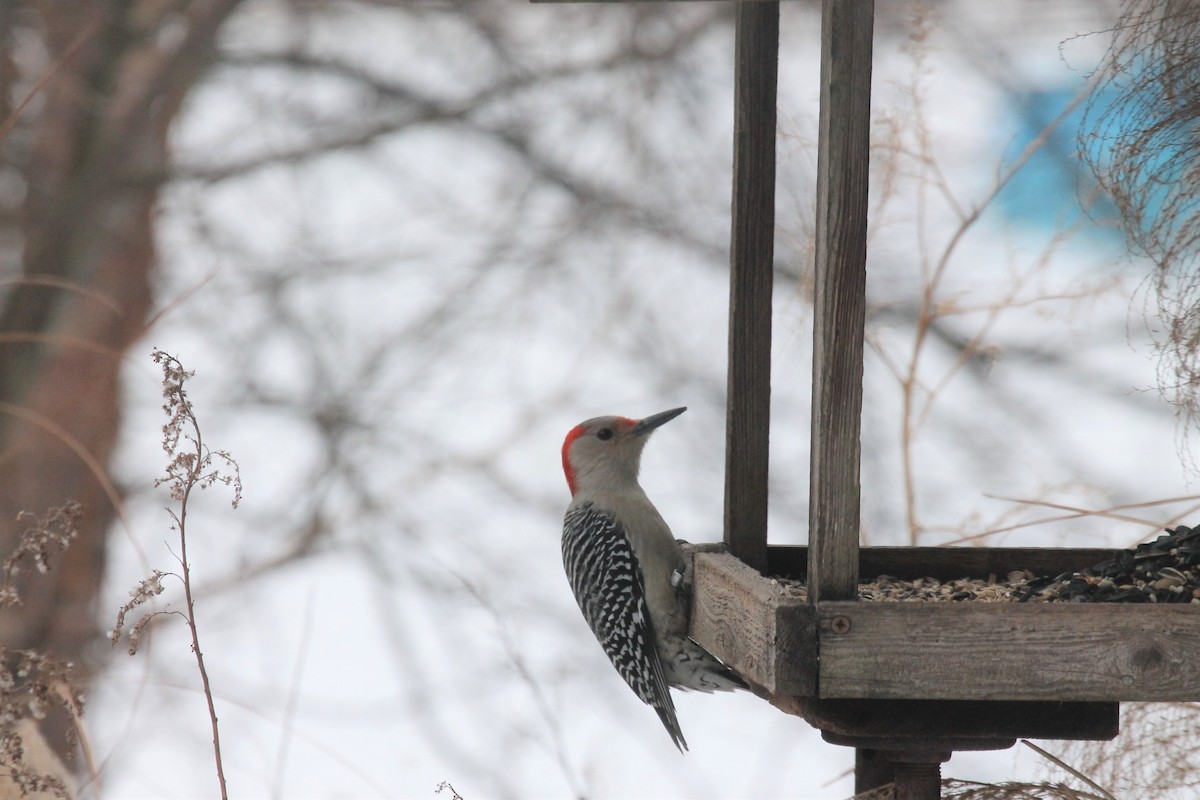 Red-bellied Woodpecker - Ancilleno  Davis