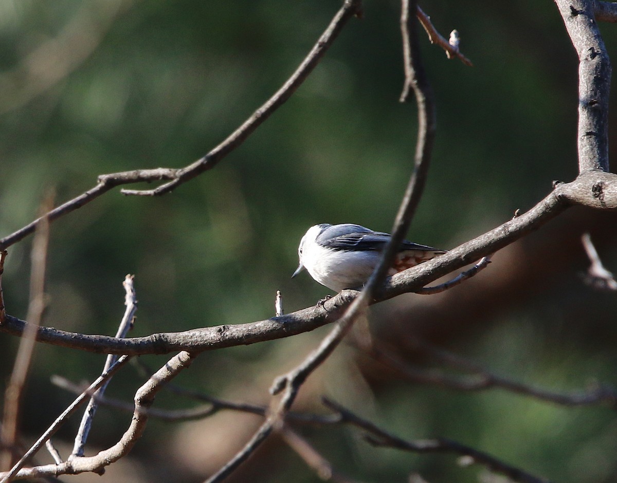 White-breasted Nuthatch - Lori White