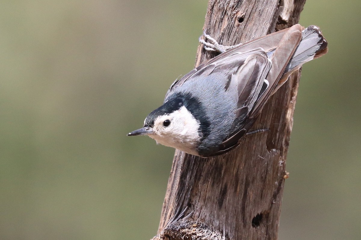 White-breasted Nuthatch - Sandi Templeton
