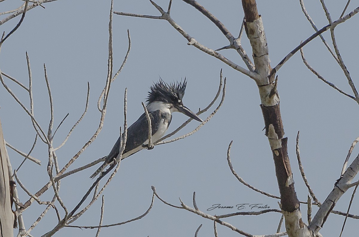 Belted Kingfisher - Jerome Foster