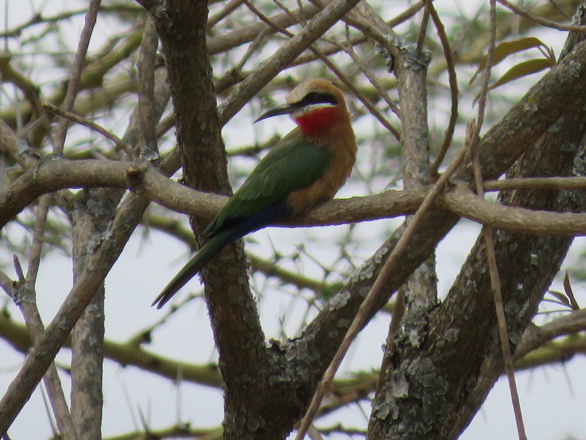 White-fronted Bee-eater - Craig Caldwell