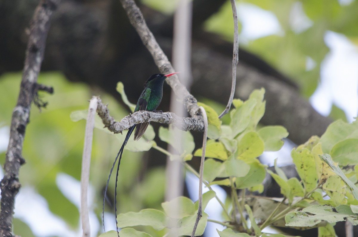 Red-billed Streamertail - Jerome Foster