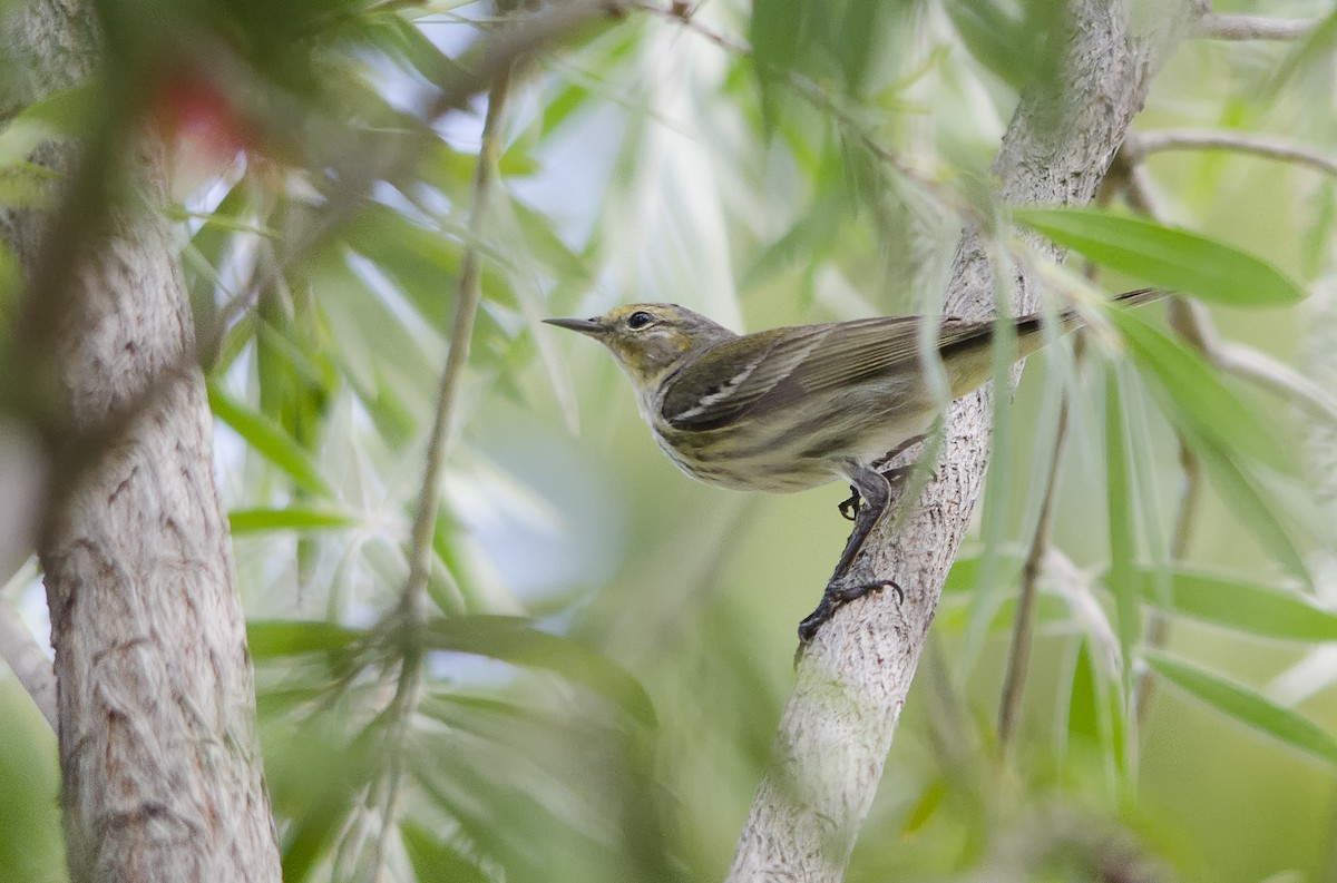 Cape May Warbler - ML85252551
