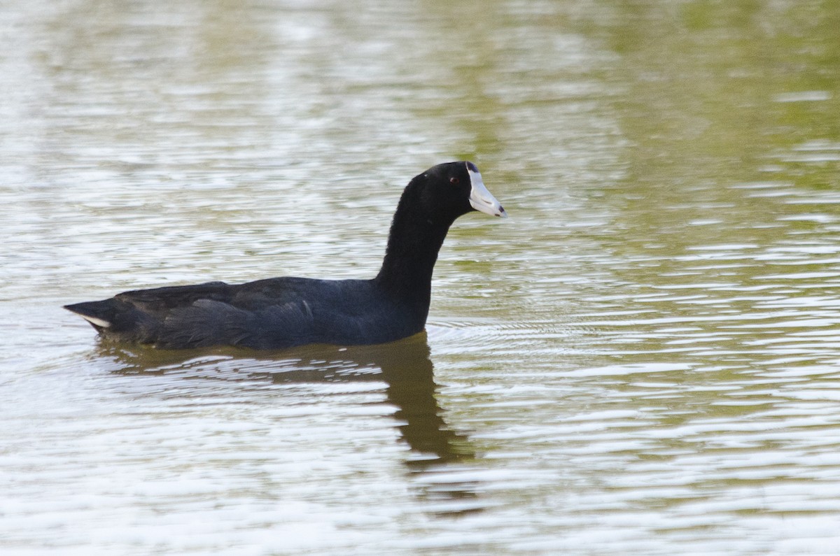 American Coot (Red-shielded) - Jerome Foster