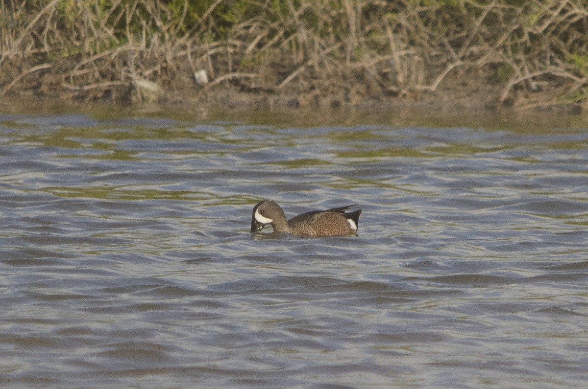 Blue-winged Teal - Jerome Foster