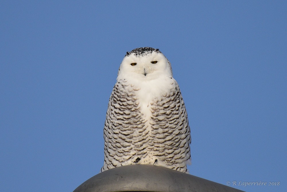 Snowy Owl - René Laperrière