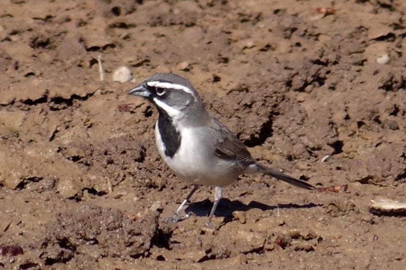 Black-throated Sparrow - ML85264751