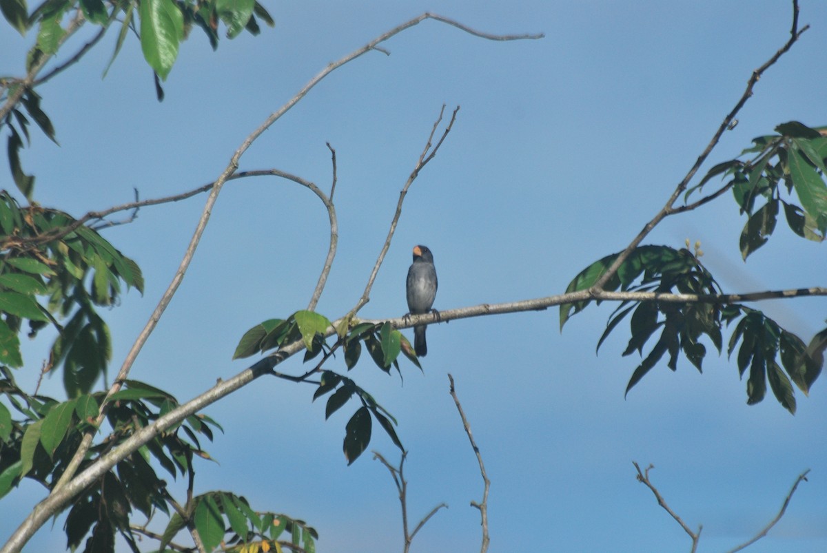 Gray Seedeater - ML85265031