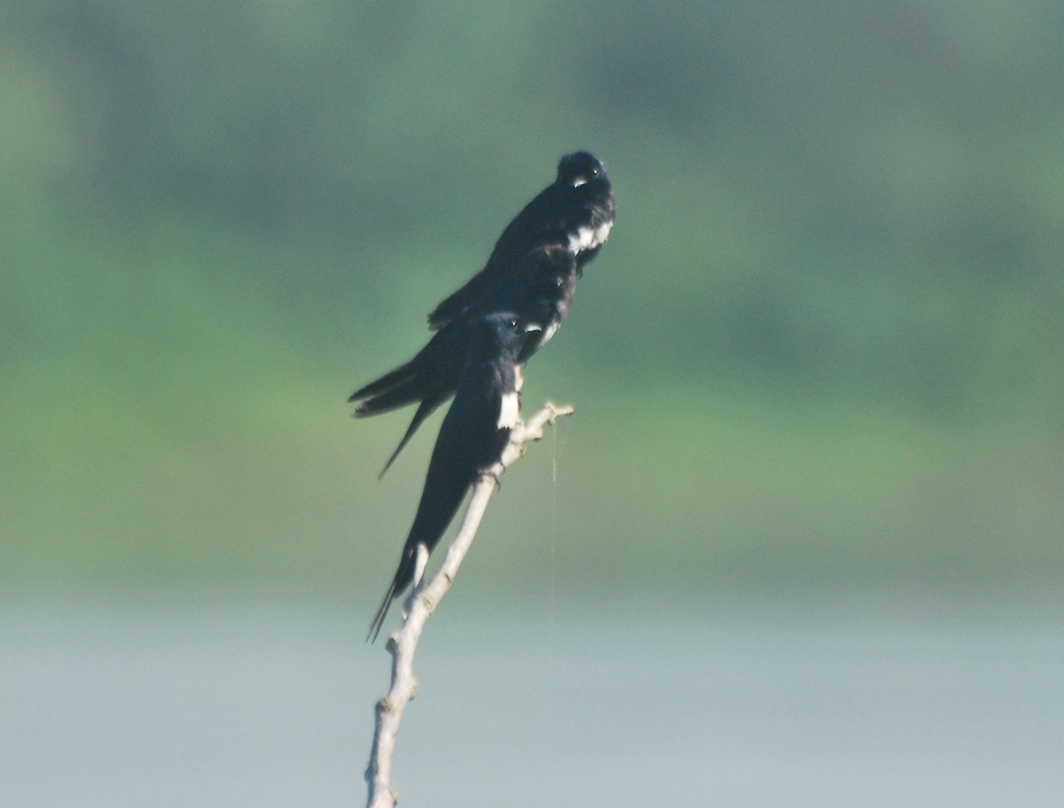 White-banded Swallow - ML85265281