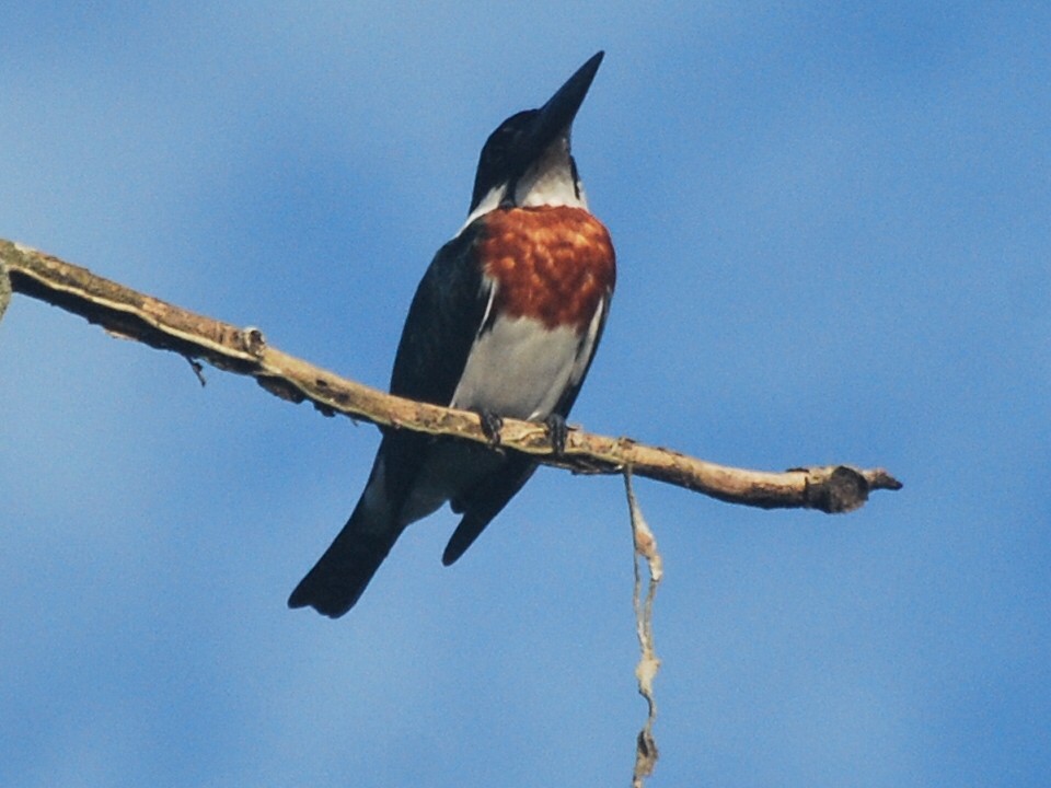 Amazon Kingfisher - Jan Cubilla