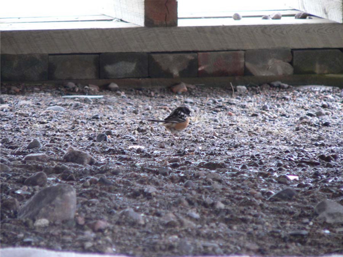 Spotted Towhee - ML85269011