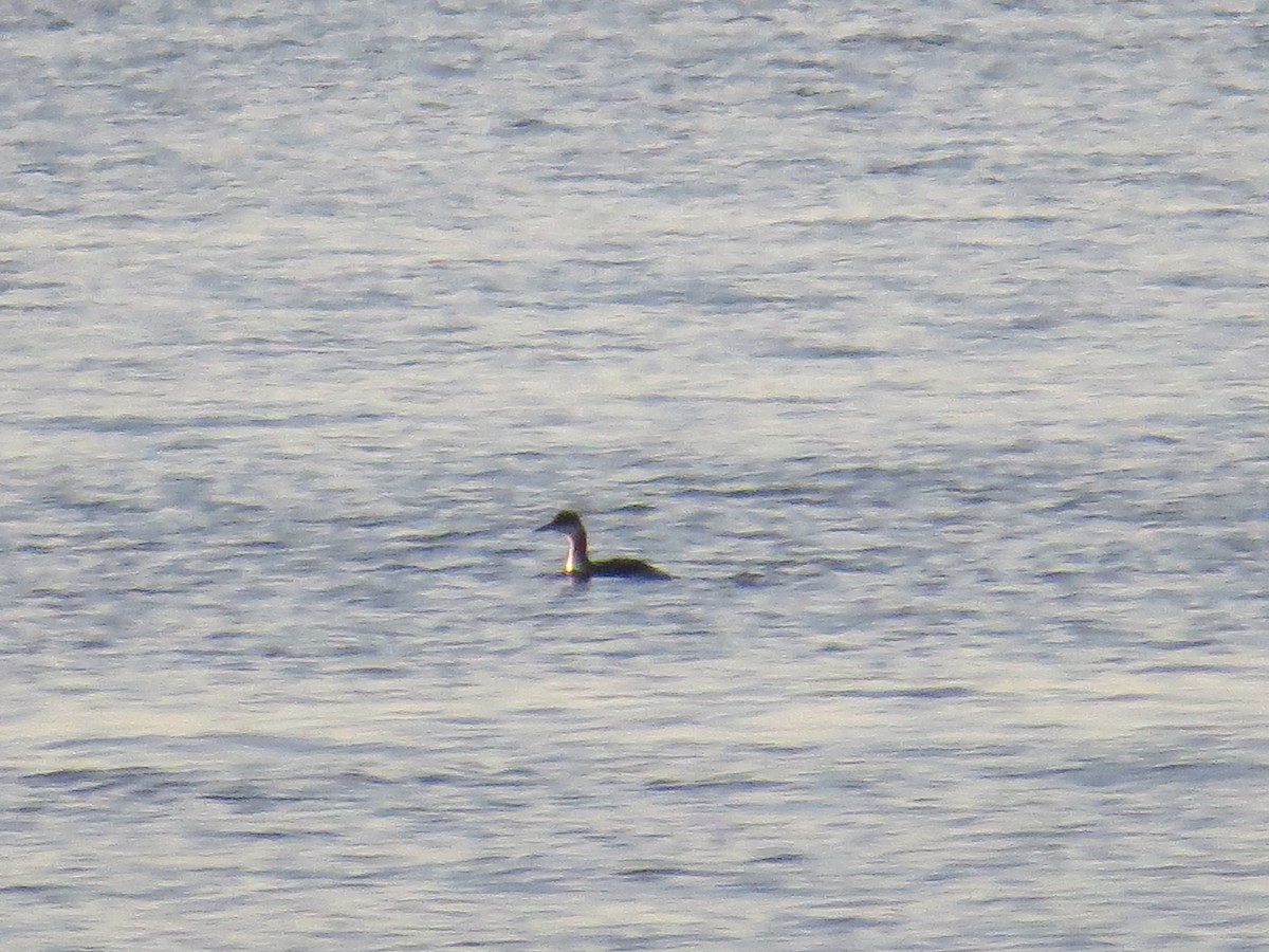 Red-necked Grebe - ML85269571
