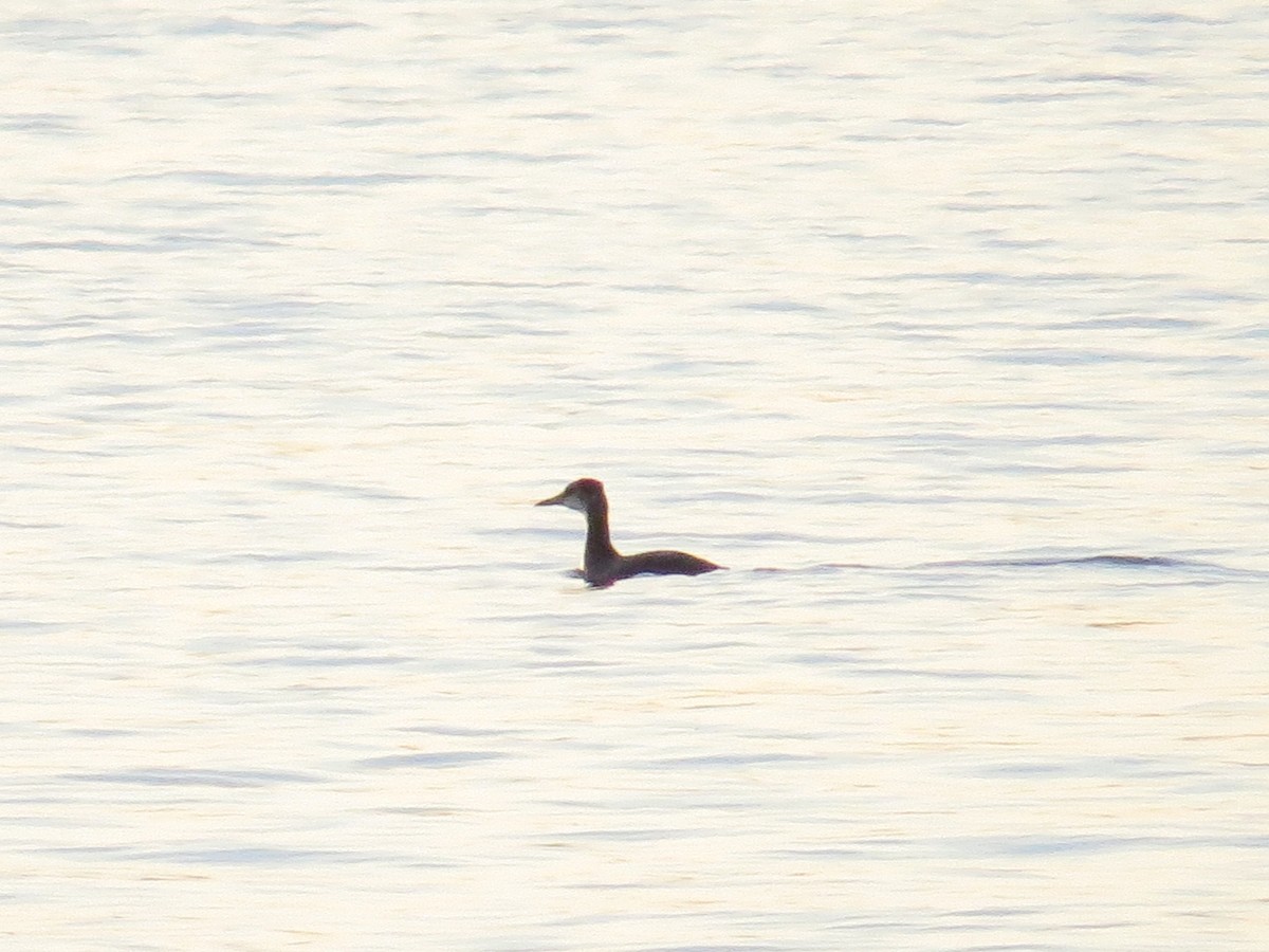 Red-necked Grebe - ML85269651